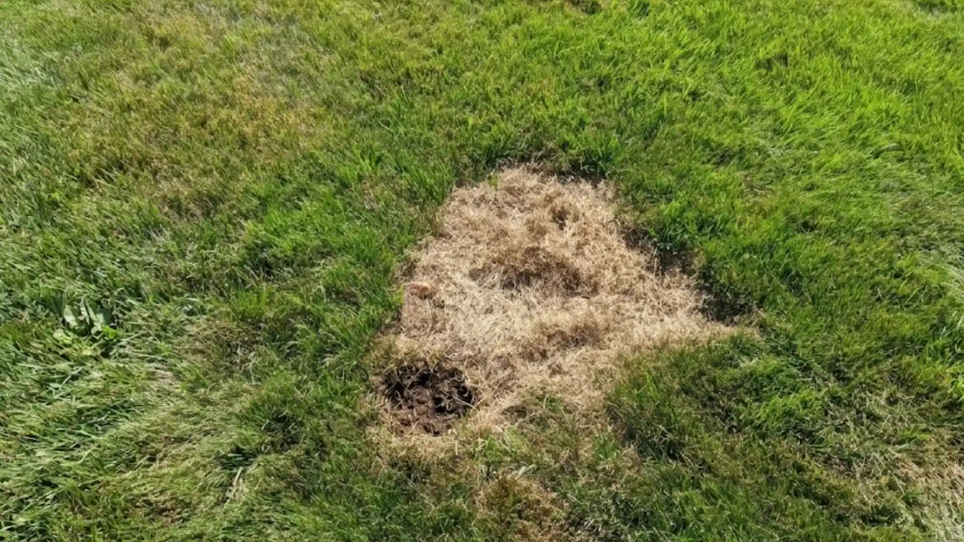dry brown grass patch surrounded by healthy green lawn showing possible fertilizer damage areas