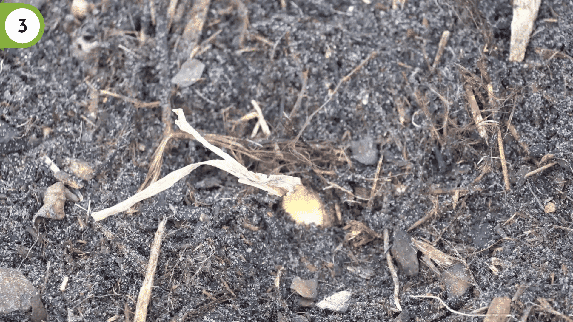small onion sets halfway down into prepared garden soil