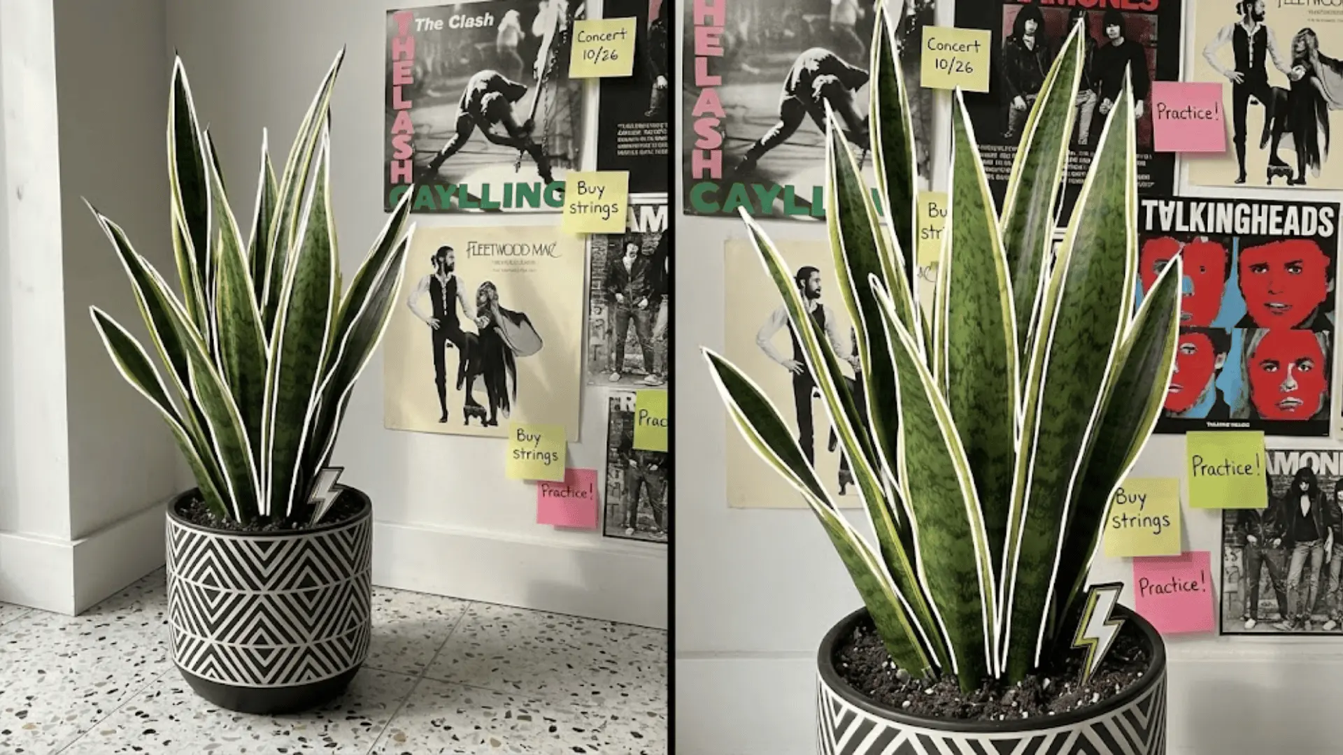 snake plant with white outlined leaves beside band posters and sticky notes on a terrazzo floor
