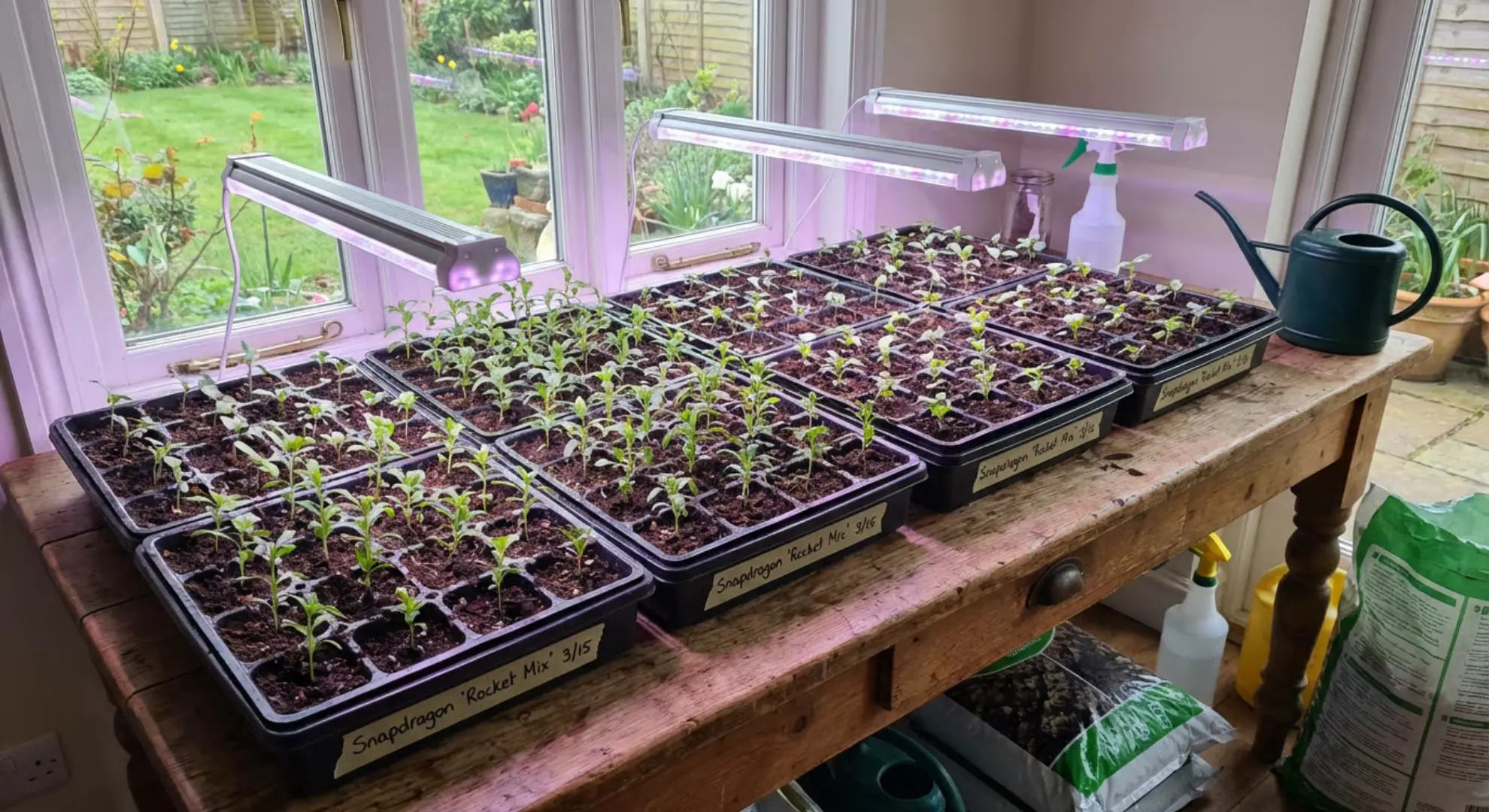 snapdragon seedlings growing under indoor grow lights in seed trays