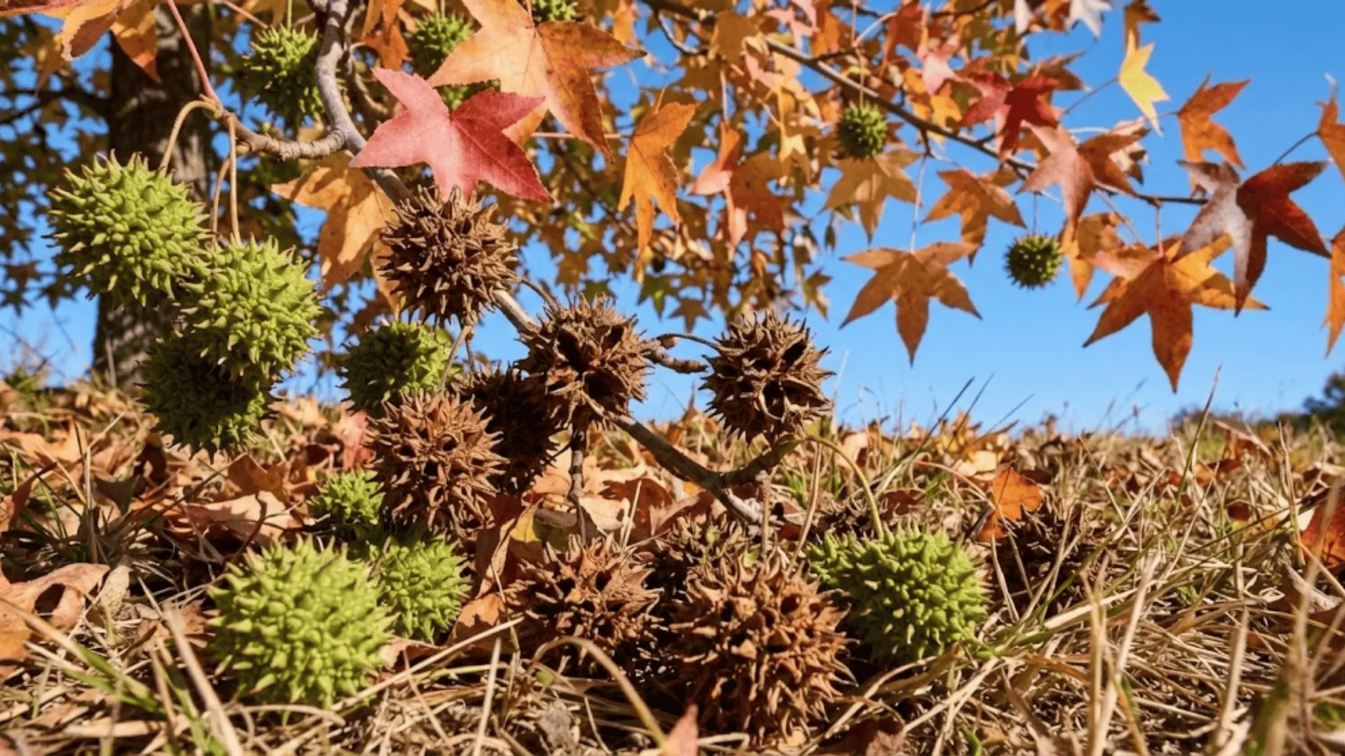 spiky sweetgum seed balls cracking open on the ground beneath a tree with star-shaped leaves