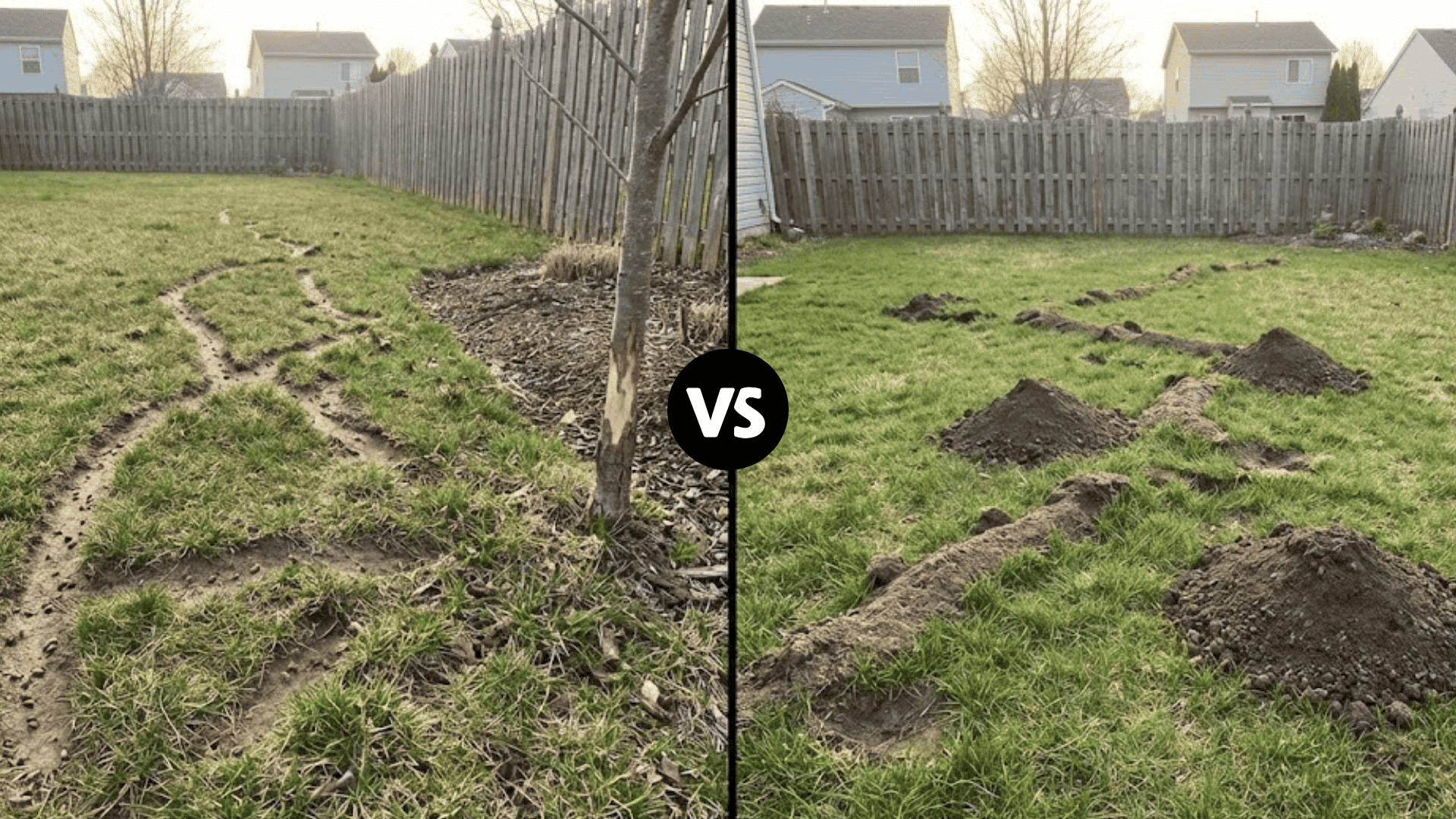 split view comparison of vole surface runways and mole tunnel ridges in residential lawn with visible damage patterns