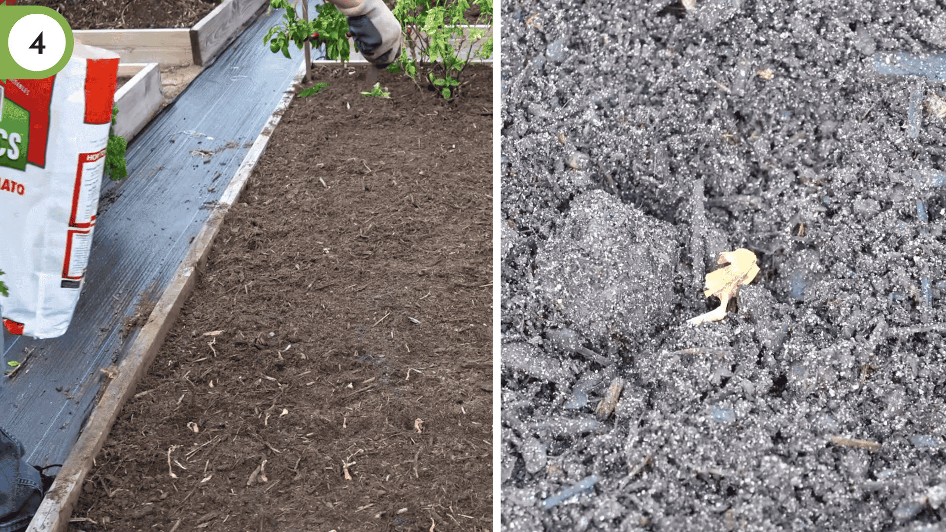 sprinkling organic fertilizer and compost around partially buried onion sets in garden bed