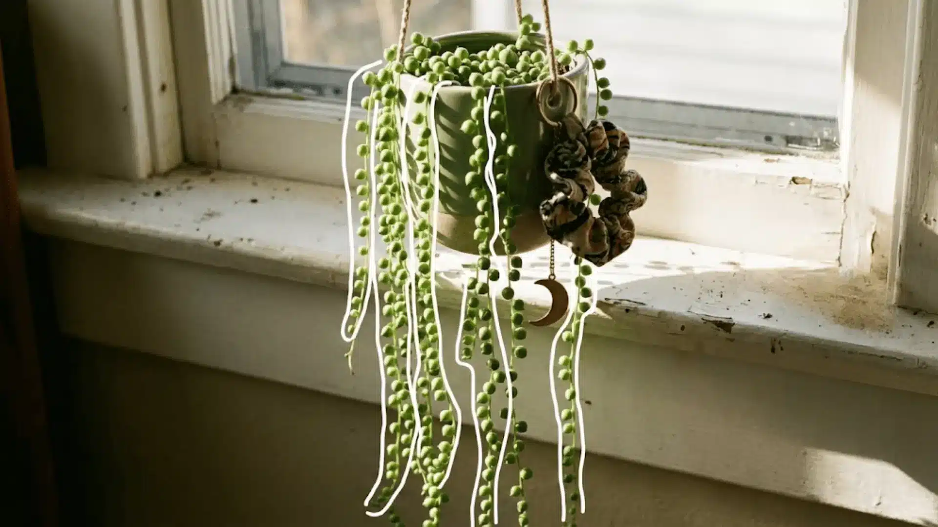 string of pearls trailing from a sage planter with white outlined vines and a crystal on the ledge