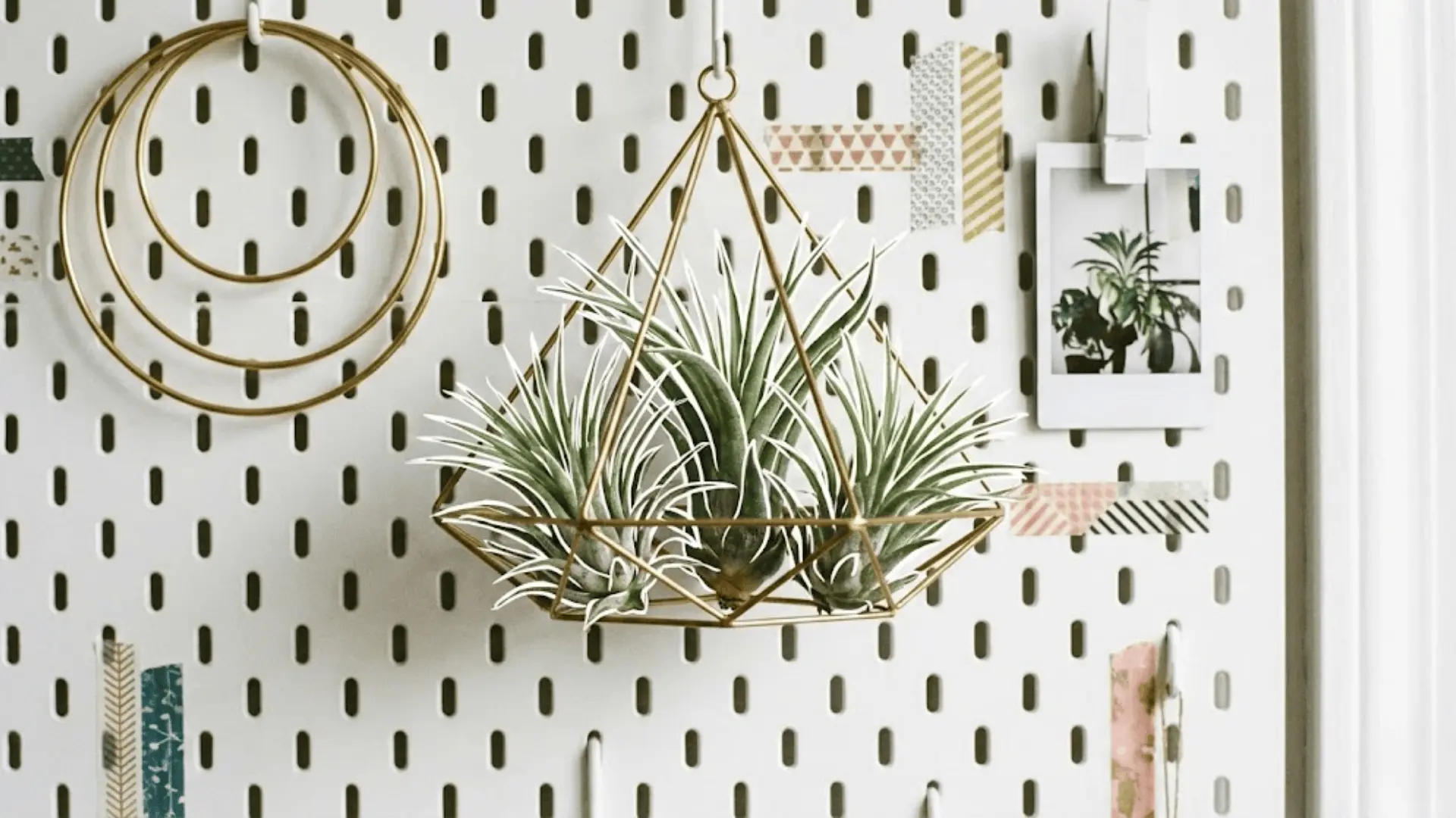 tillandsia air plants in wire frame with white outlines on a pegboard wall with polaroids and hoops