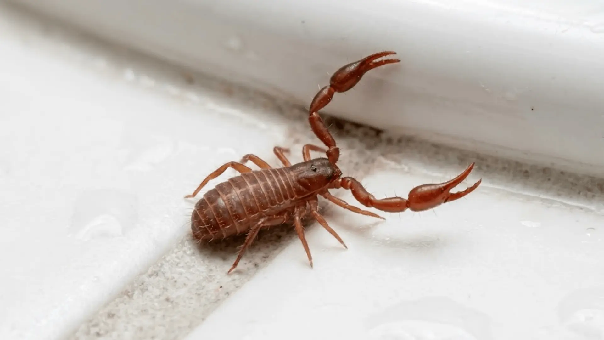 tiny brown pseudoscorpion with raised pincers on white bathroom tile grout lines