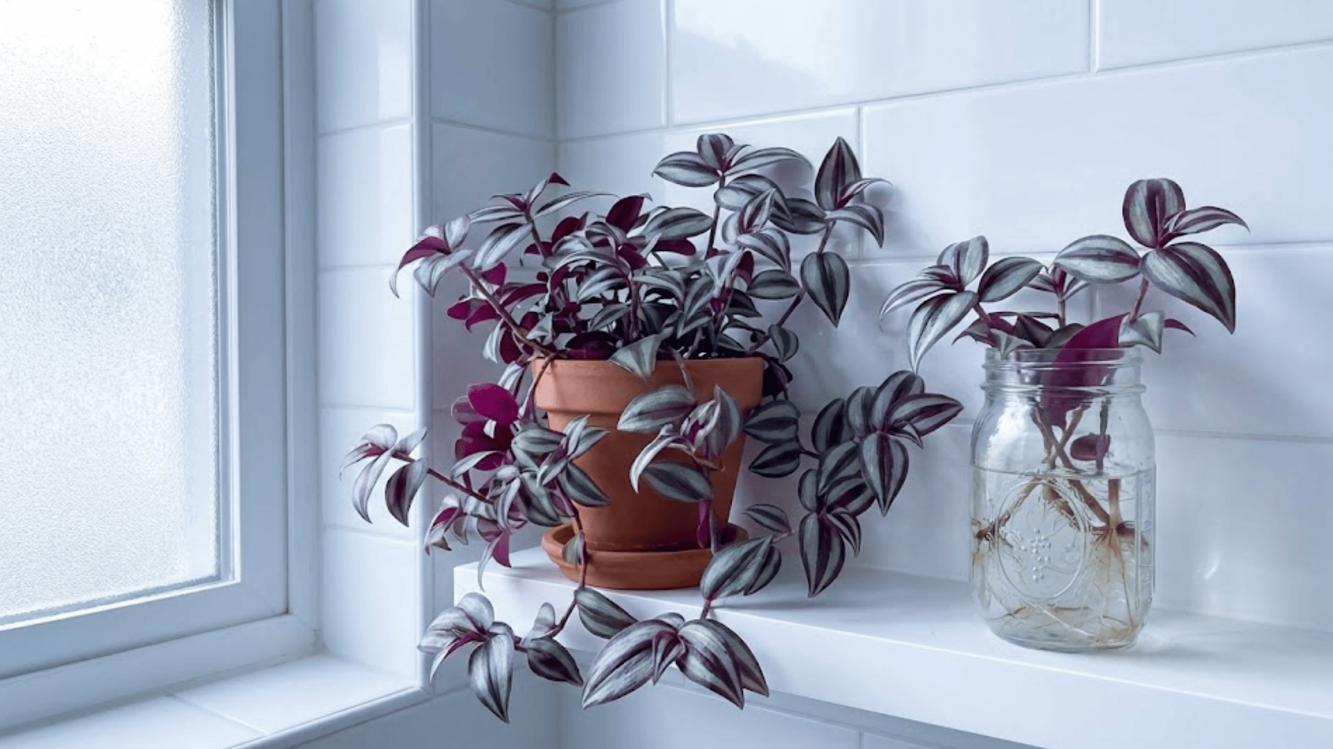 tradescantia in terracotta pot beside cuttings rooting in a glass jar on a white bathroom shelf