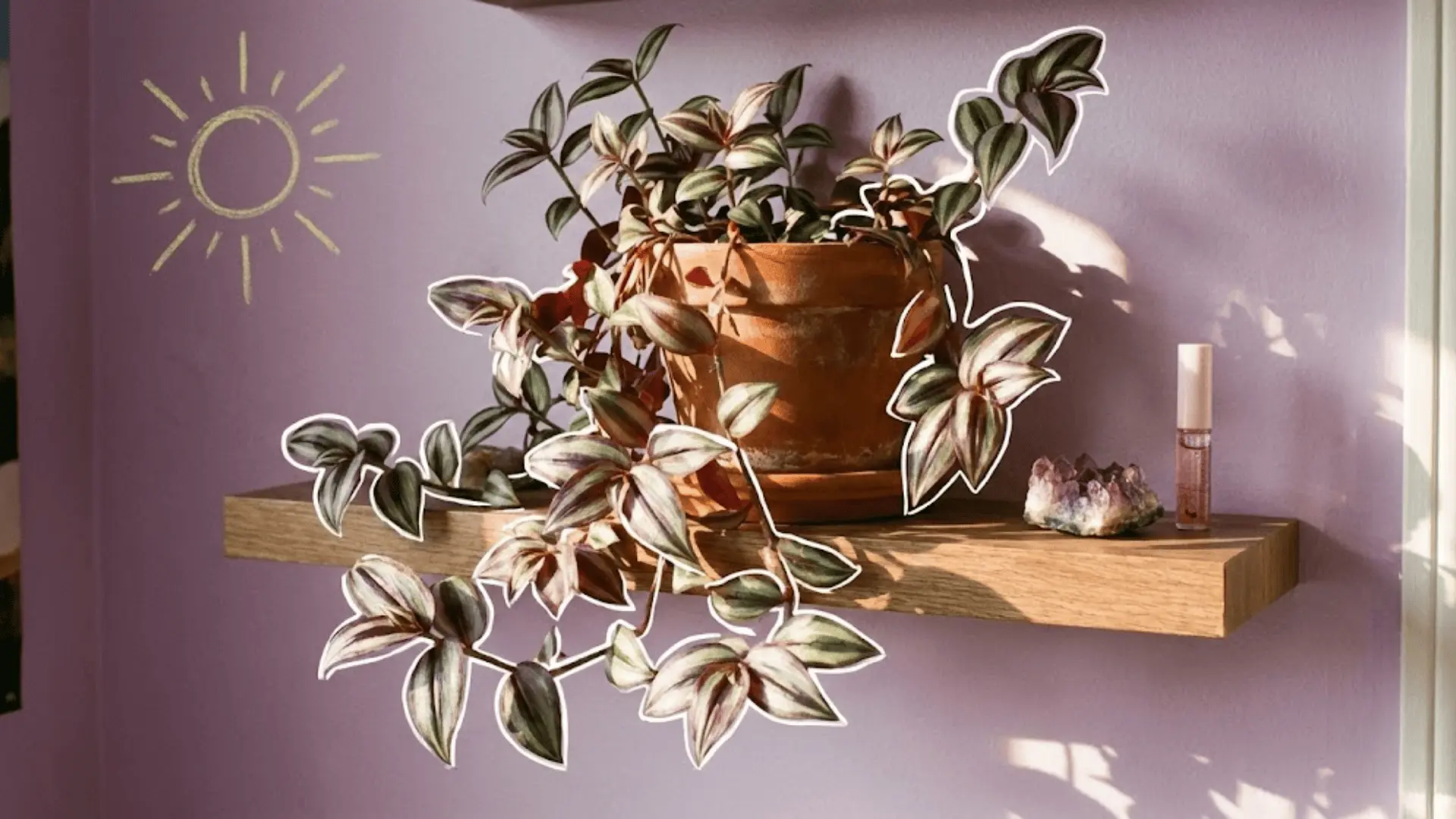 tradescantia zebrina trailing from a shelf with white outlined leaves, crystals, and lilac wall behind