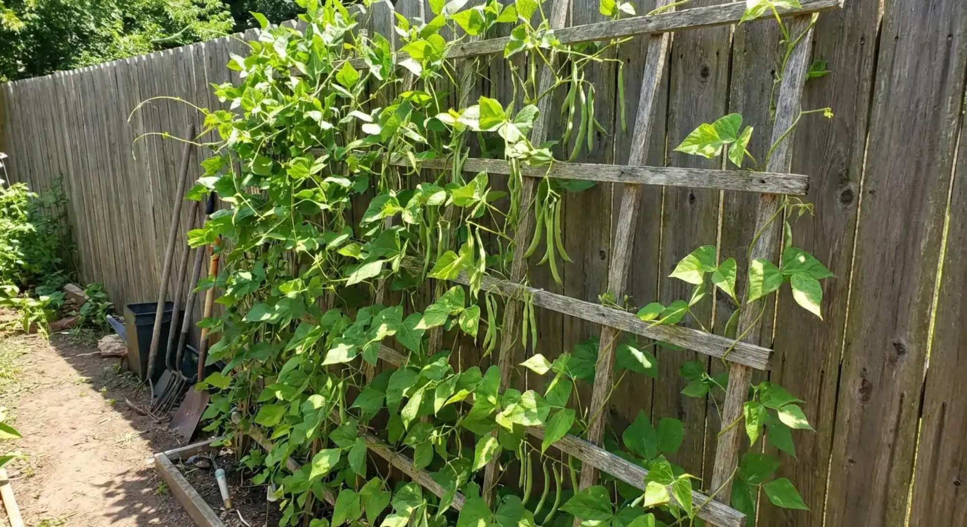 vertical vegetable garden with climbing plants growing on wooden trellis structure