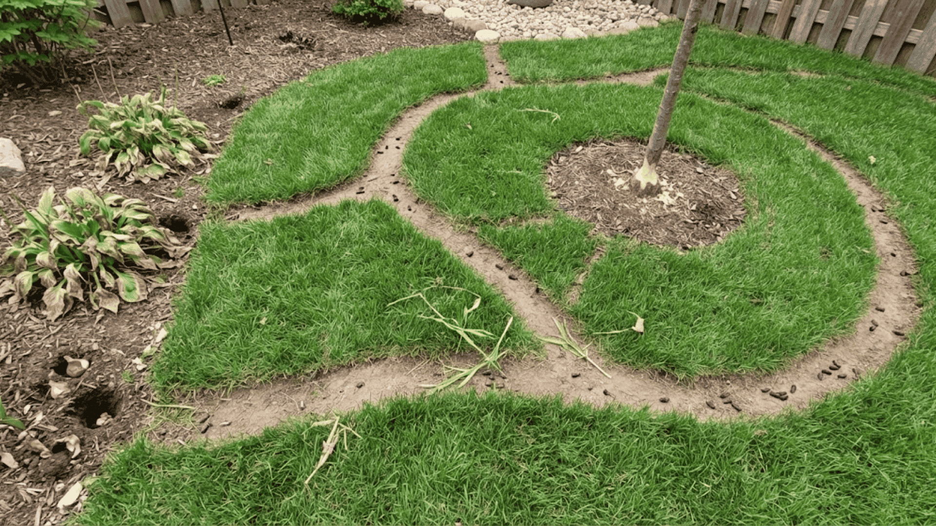vole damage showing gnawed tree bark, surface runways through grass, droppings, and wilted plants with severed roots
