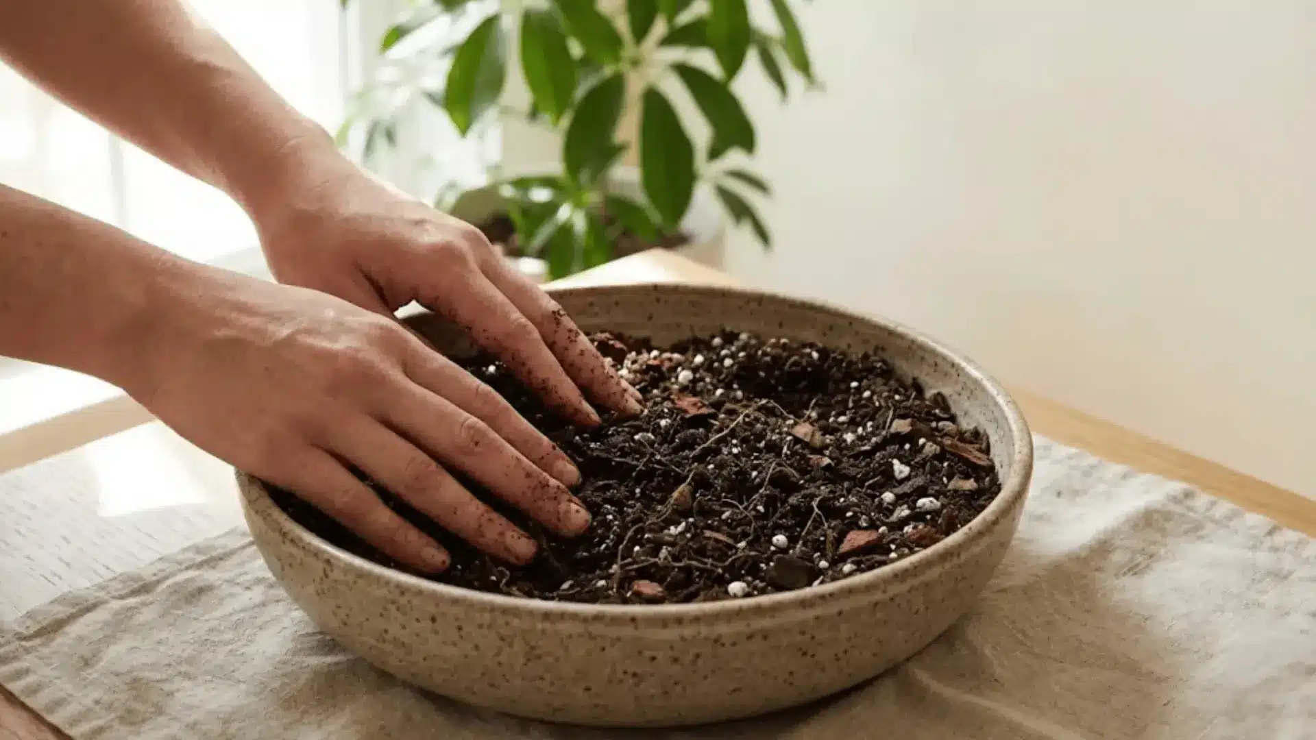 bare hands pressing into dark moist potting soil in a ceramic pot on a linen-covered wooden table