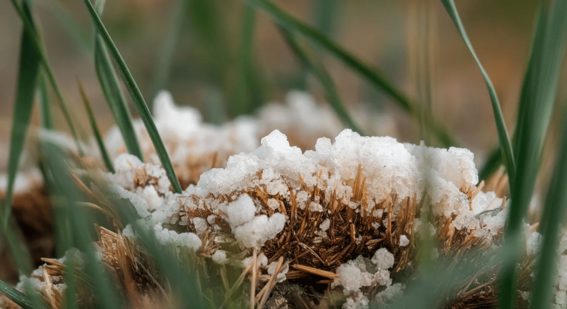 white or crusty salt layer on soil