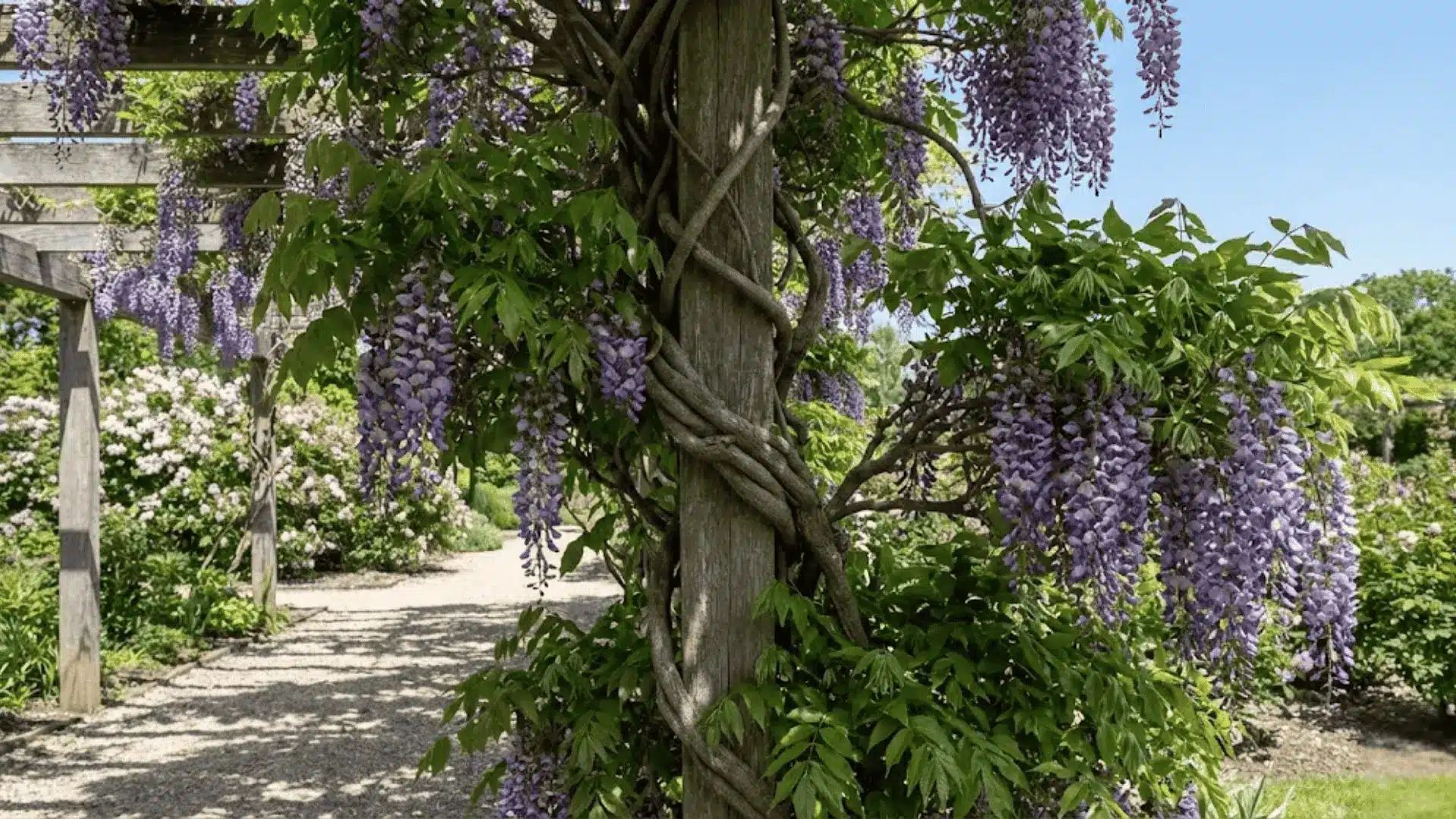 wisteria vine spiraling around a wooden pergola post with purple blooms in a sunlit garden