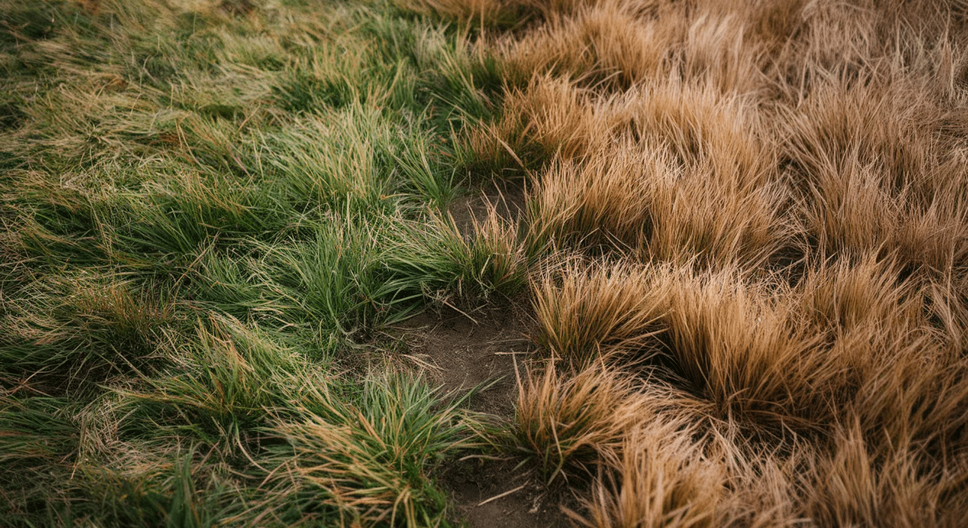 yellow or brown patches appearing fast