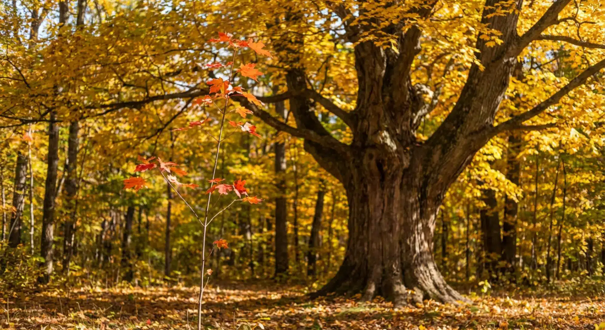 young maple sapling beside mature maple tree comparing age and structural development