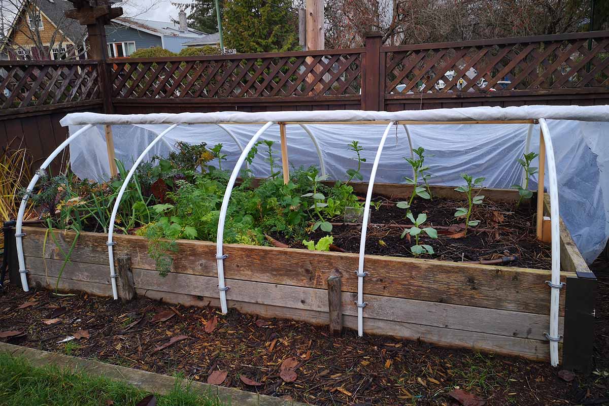How to Get Three Harvests from One Raised Bed in A Single Season