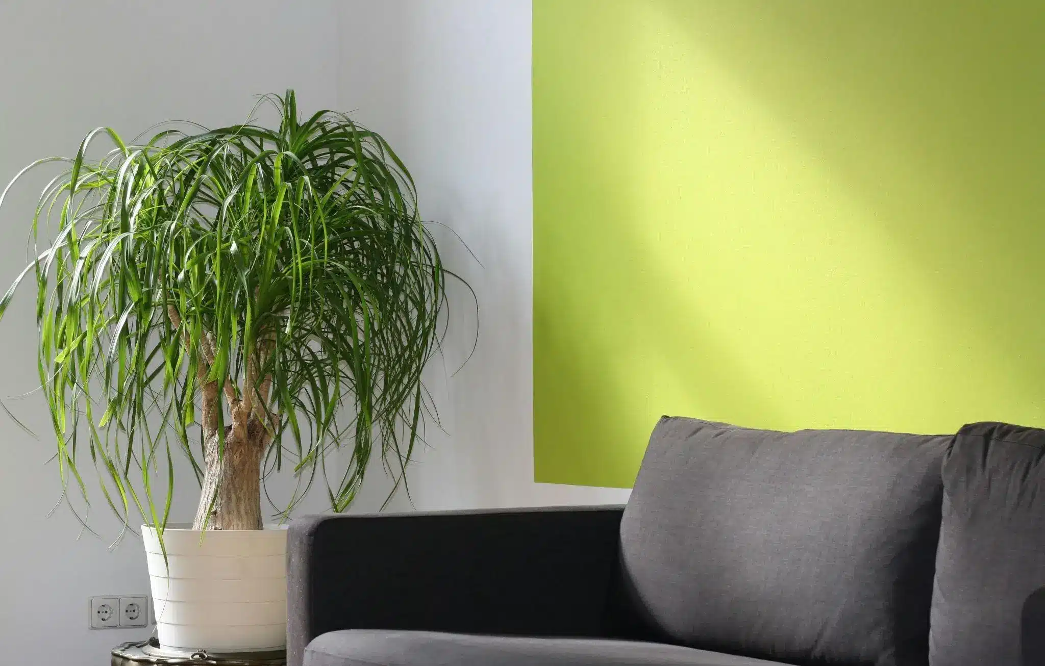 Potted ponytail palm beside gray sofa in room with green accent wall