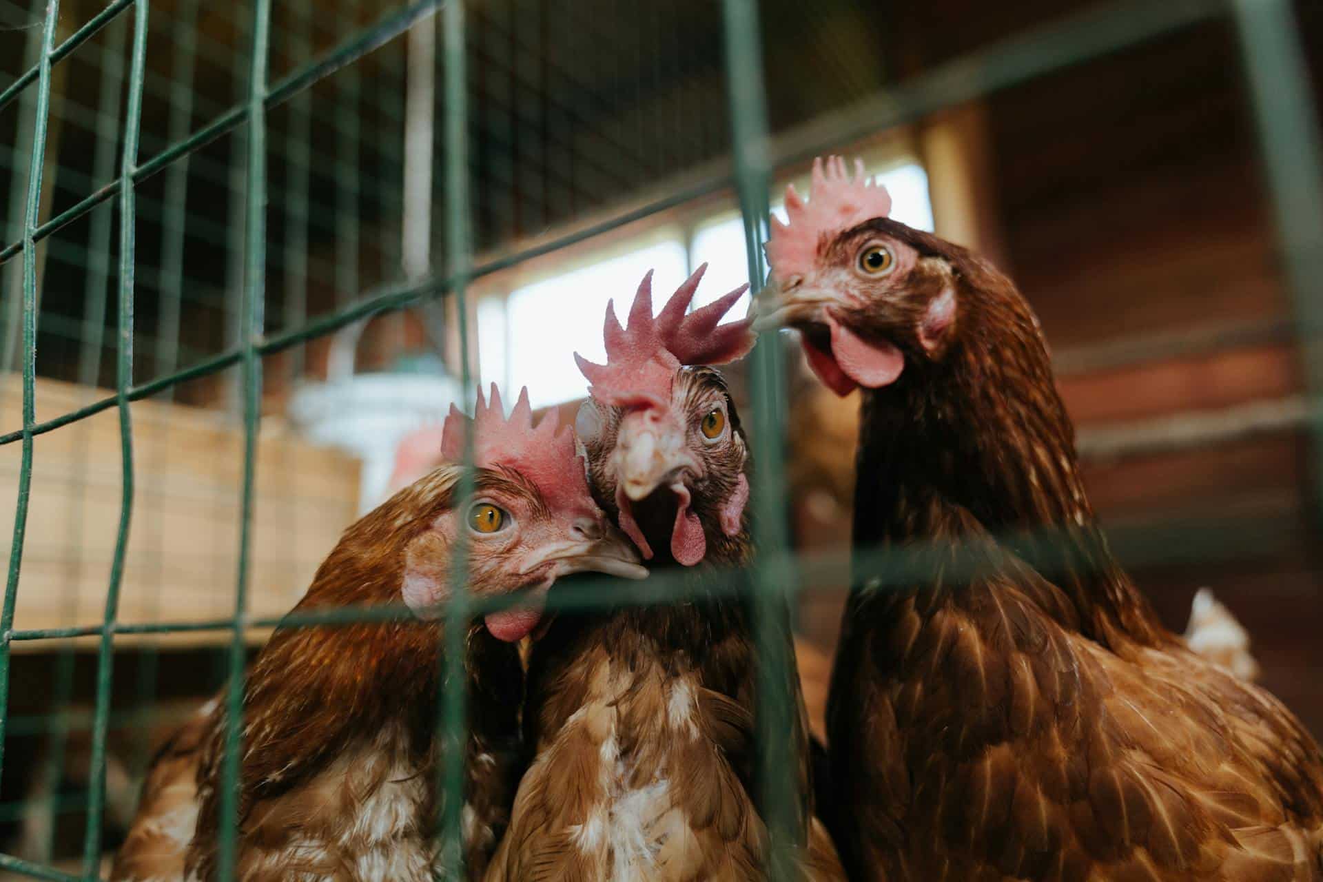 7 Tips For Setting Up A Chicken Coop In Your Garden