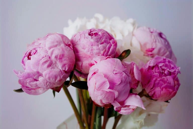 Surprising Meanings Behind the Timeless Peony Flower