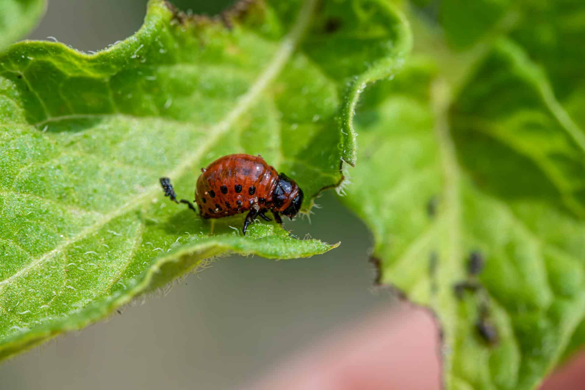 How Seasonal Pest Cycles Affect Backyard Gardens