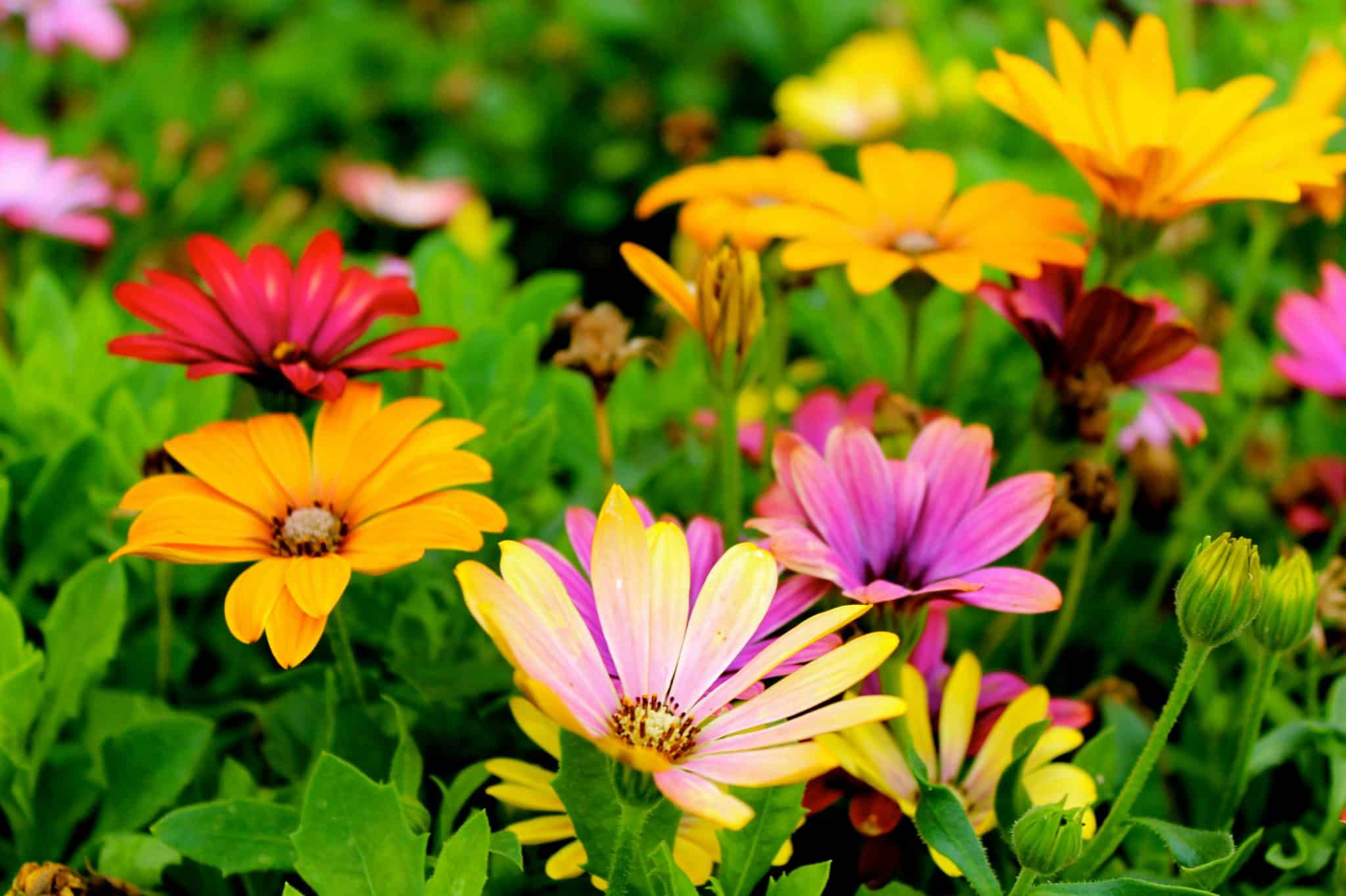 What Is the Best Way to Grow Edible Flowers at Home? A Simple Guide for Beginners