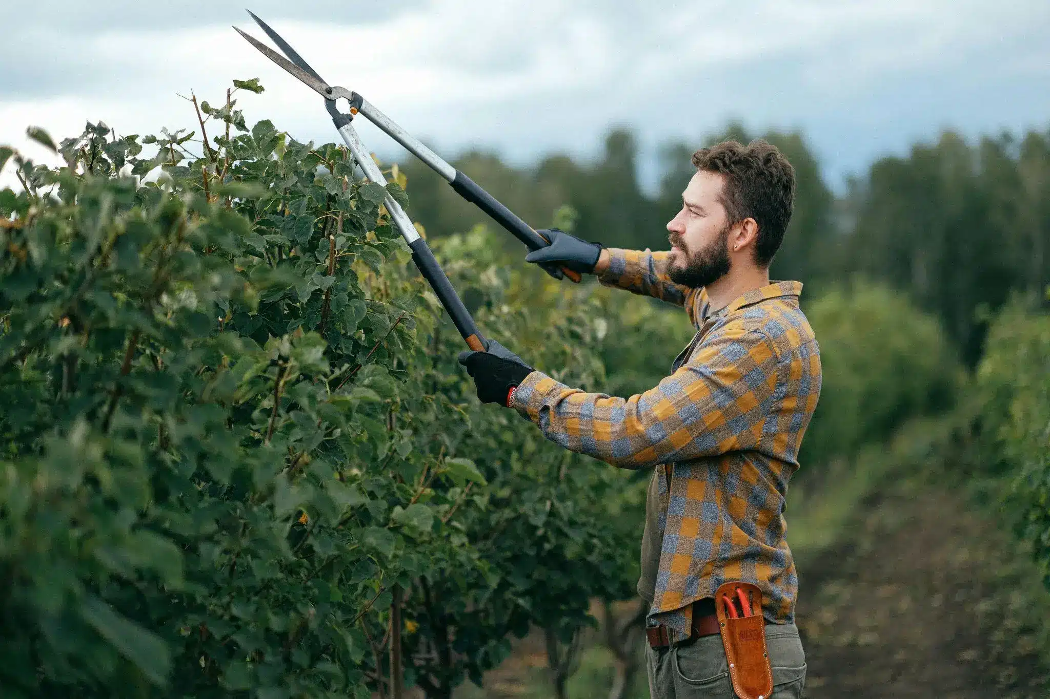 Person trimming bushes with large garden shears in a vineyard under cloudy sky