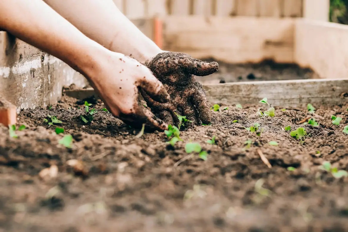 Hands planting seedlings in dark soil of a raised garden bed outdoors