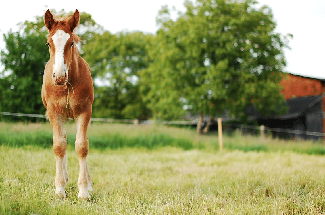From Garden Bed to Stable: Herbs That Benefit Horses Naturally