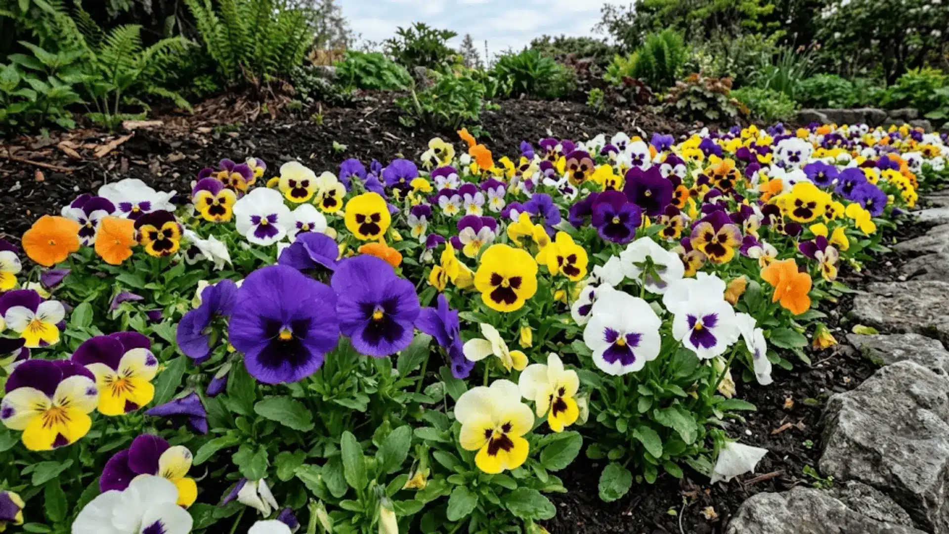 colorful pansies in purple yellow and white with face like markings blooming in a cool season garden bed