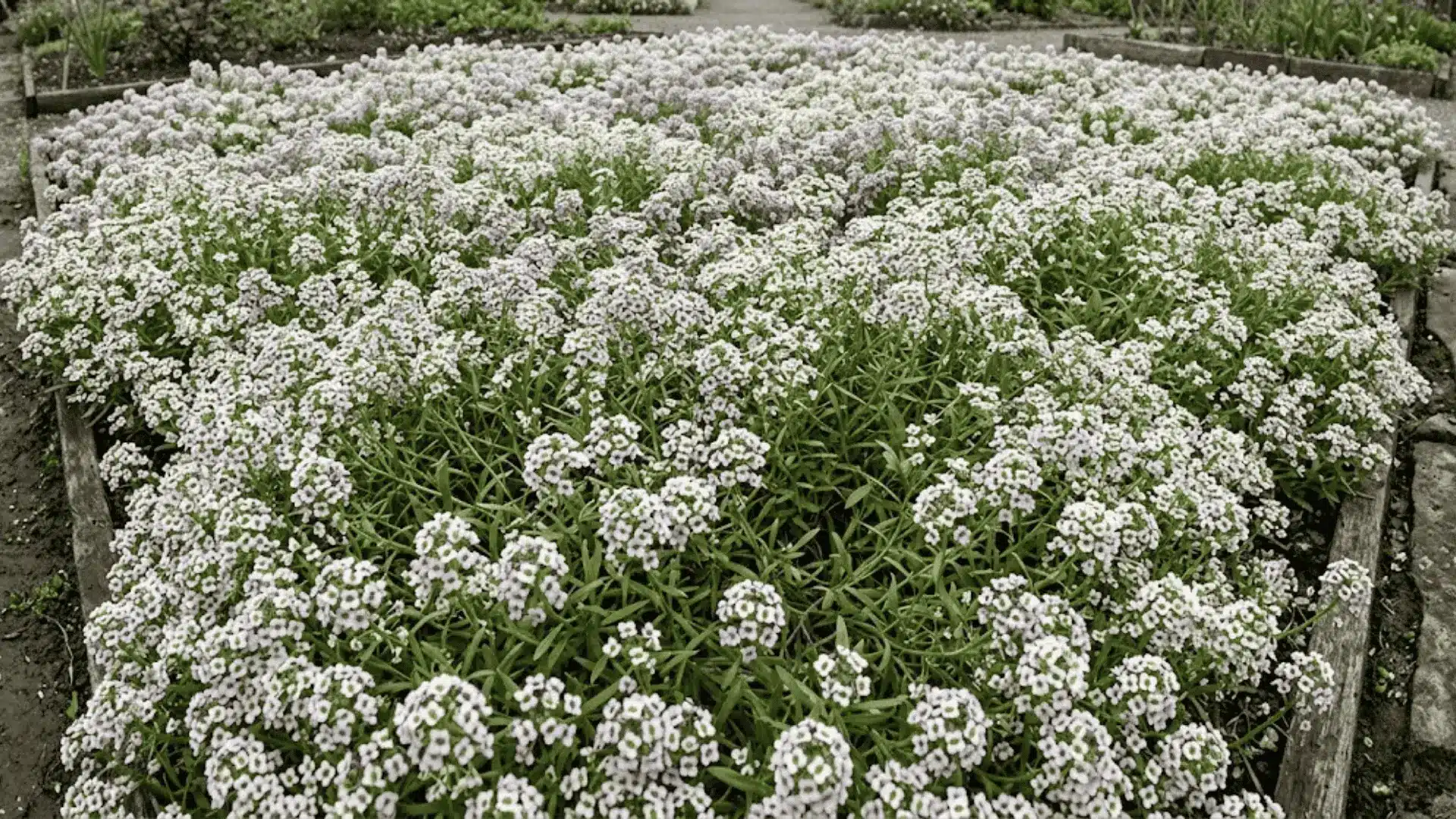 dense carpet of white and lavender sweet alyssum flowers in full bloom along a garden bed edge