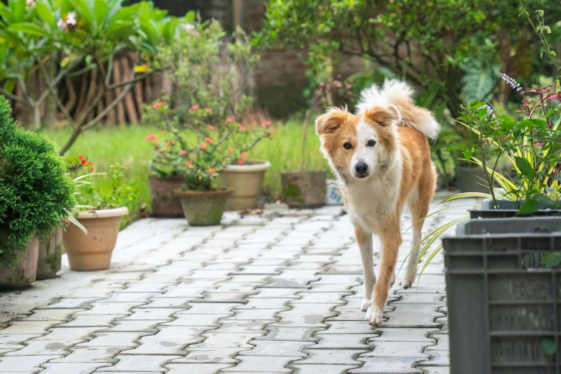 My Dog Saved My Nervous System — Then My Garden Saved My Gut