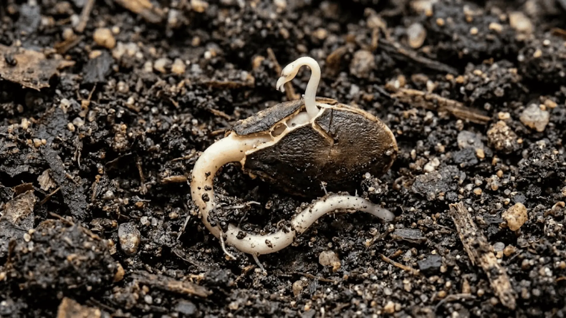 pumpkin seed cracking open in dark garden soil with radicle and shoot emerging