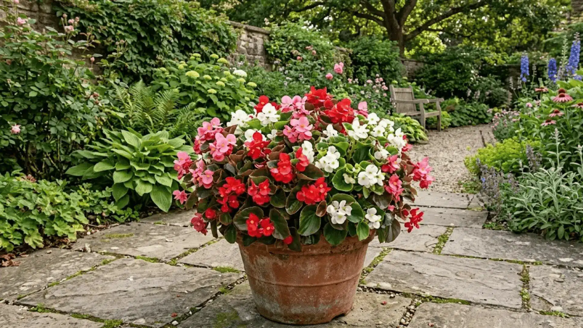 red pink and white wax begonias with glossy green bronze leaves in a container in a shaded garden (1)