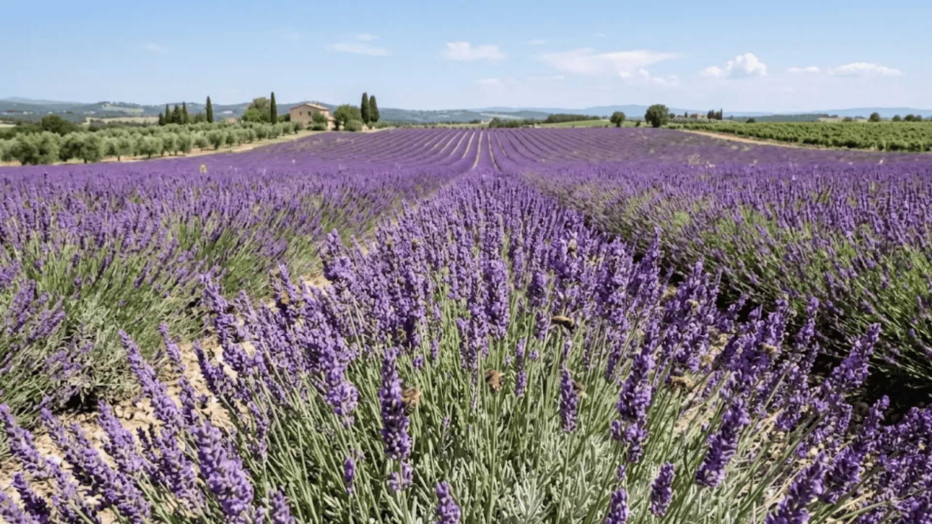 rows of purple lavender in full bloom in an open sunny field with bees foraging among the flower spikes
