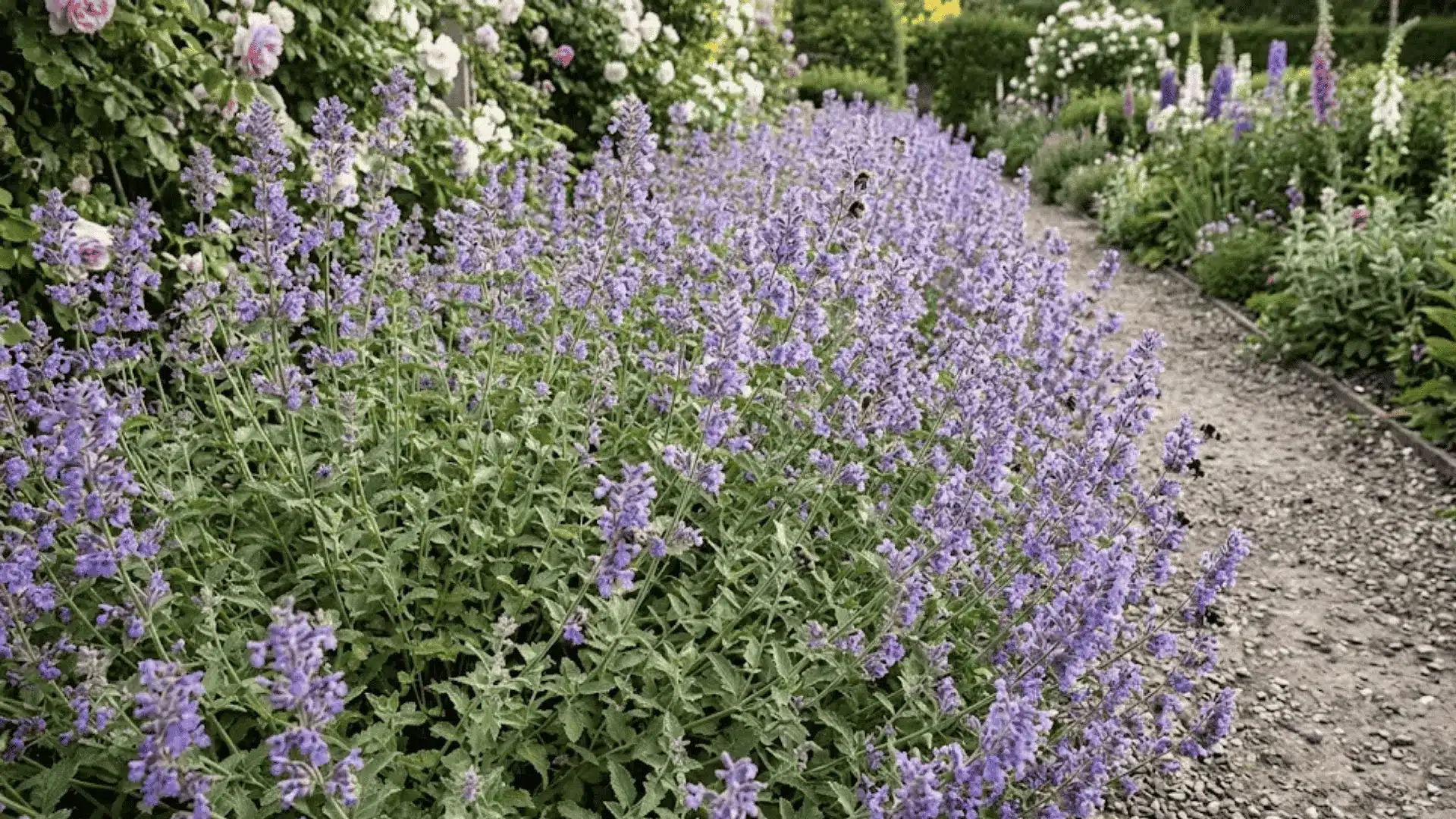 sprawling catmint with lavender blue flower spikes and grey green foliage along a sunny garden path