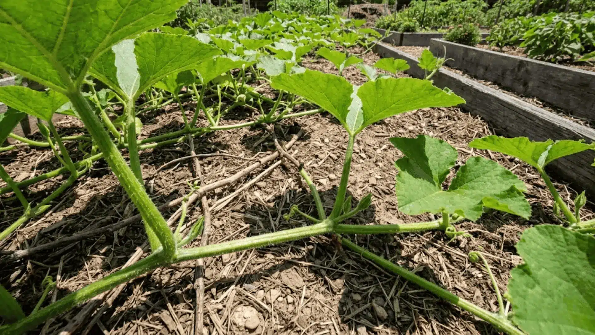 sprawling pumpkin vines with large lobed leaves and curling tendrils across a garden bed