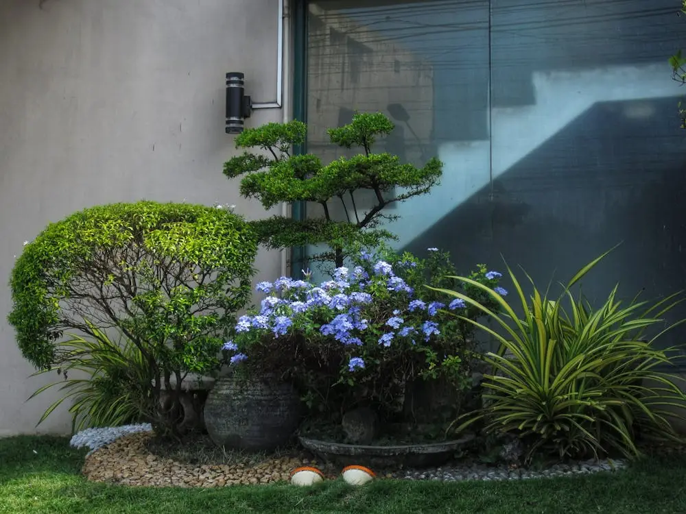 Outdoor garden with neatly trimmed bushes and purple flowers against modern glass wall