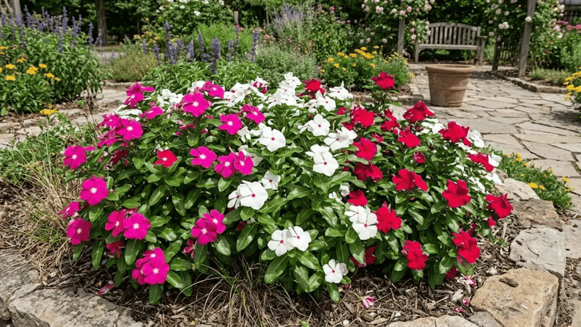 vivid pink white and red vinca flowers with glossy dark green leaves in a sunny garden container