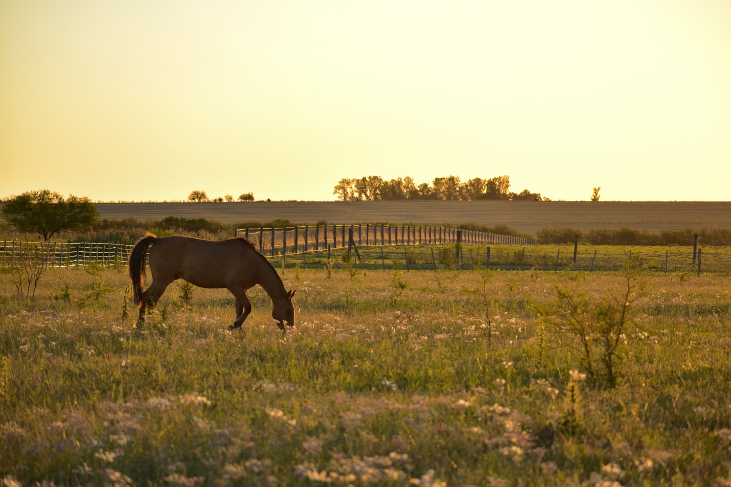 How Horse Farms Contribute to Organic Gardening Practices