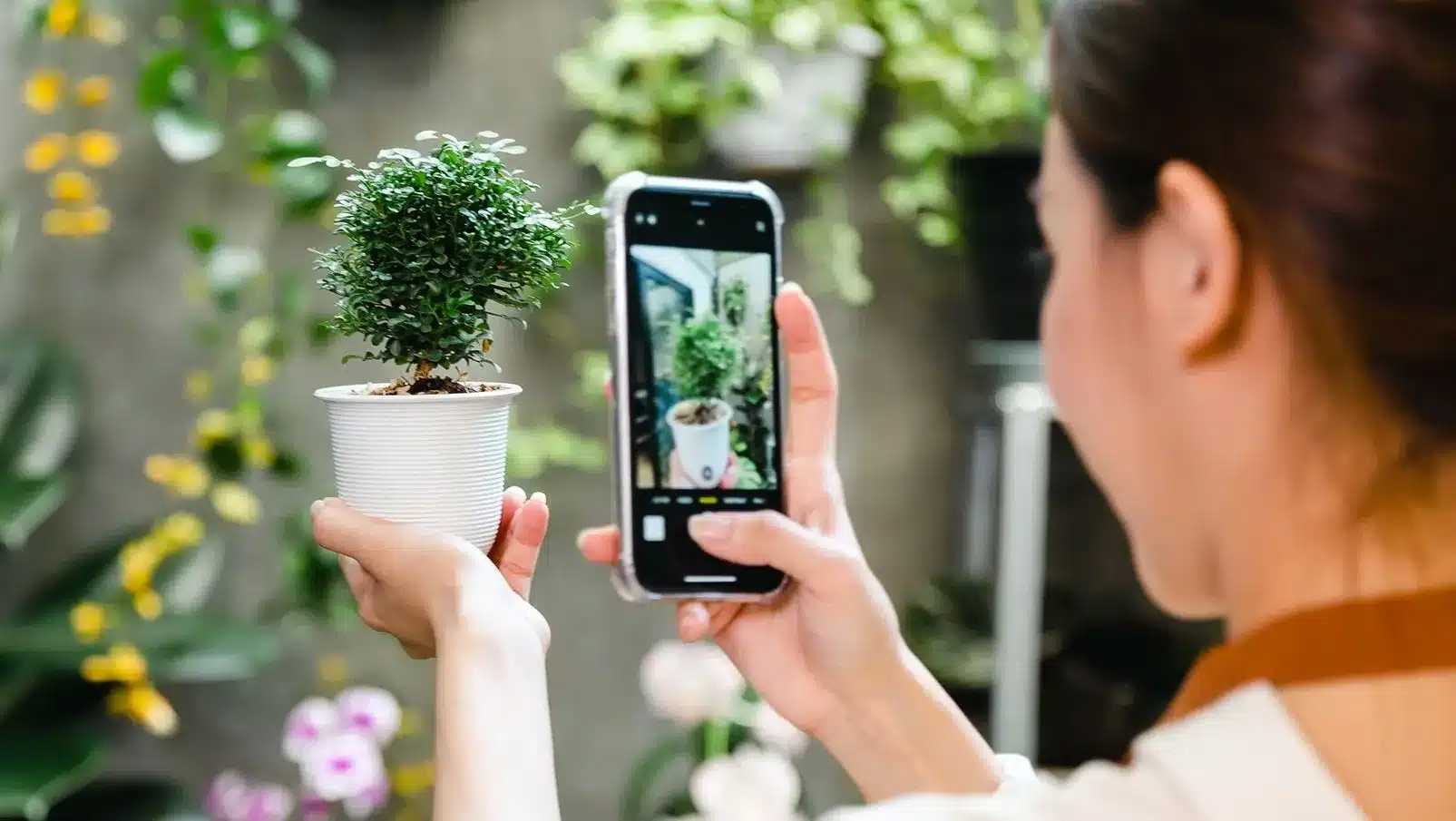 How to Identify a Houseplant From a Photo