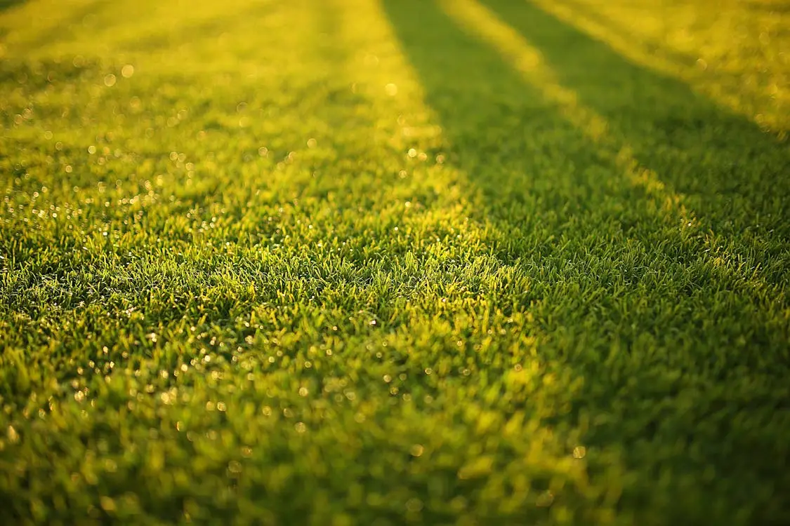 Close-up of lush green grass illuminated by warm sunlight in an outdoor setting