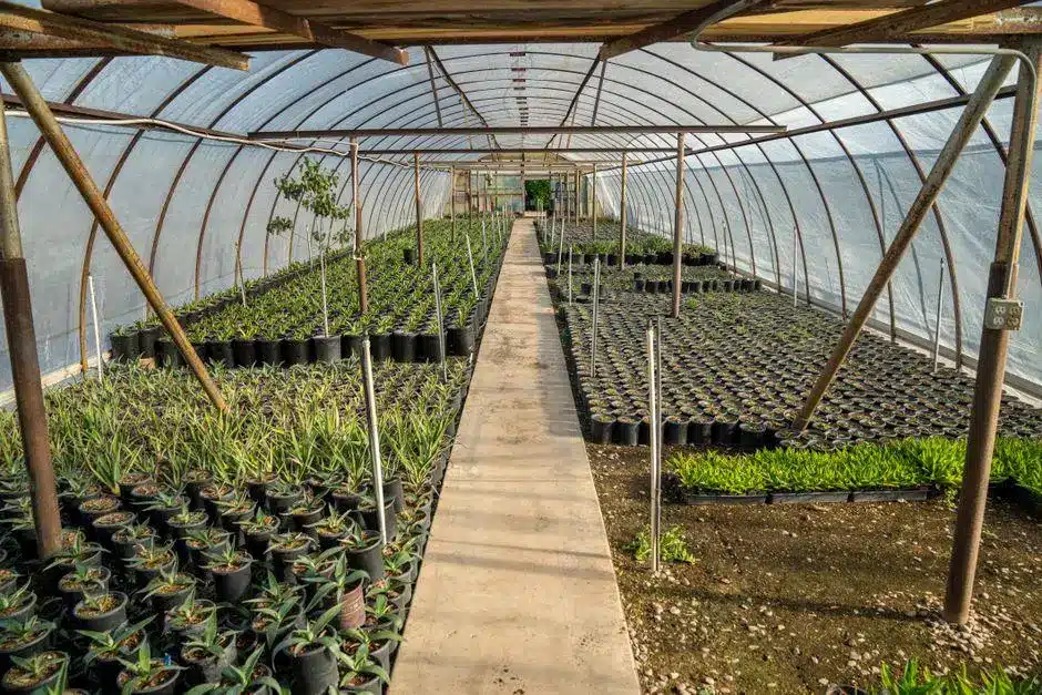 Rows of potted plants in a greenhouse with transparent curved roof