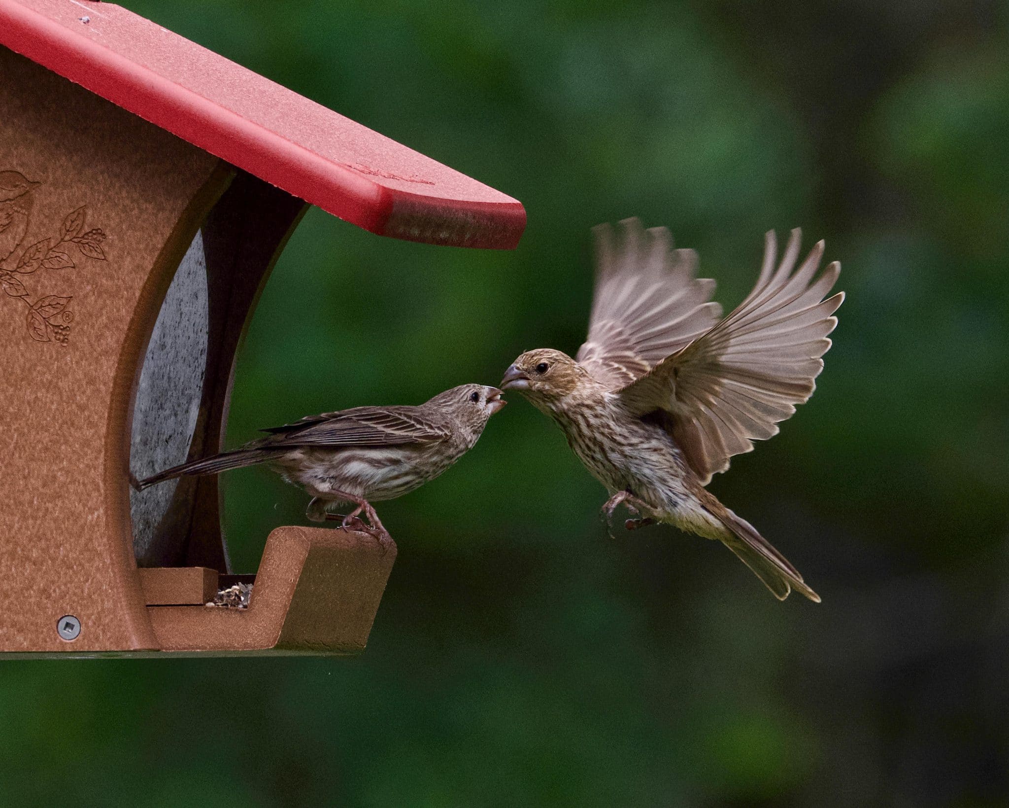 Attract More Birds with Easy-to-Grow Flowers and Herbs: Enhance Your Garden's Ecosystem with Smart Bird Feeders