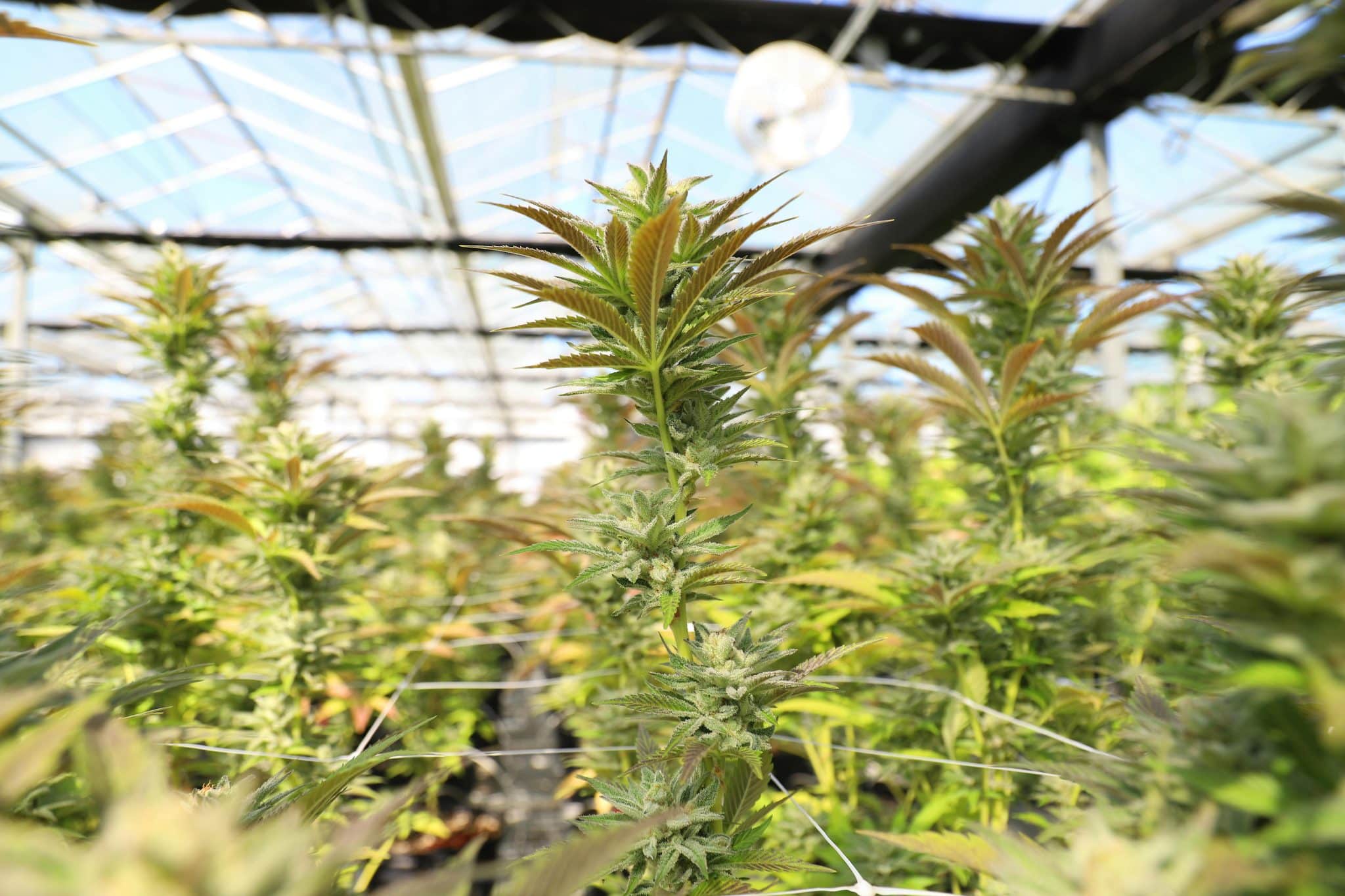 What you Can Learn from Cannabis Cultivation: A Guide for Hobby Horticulturalists