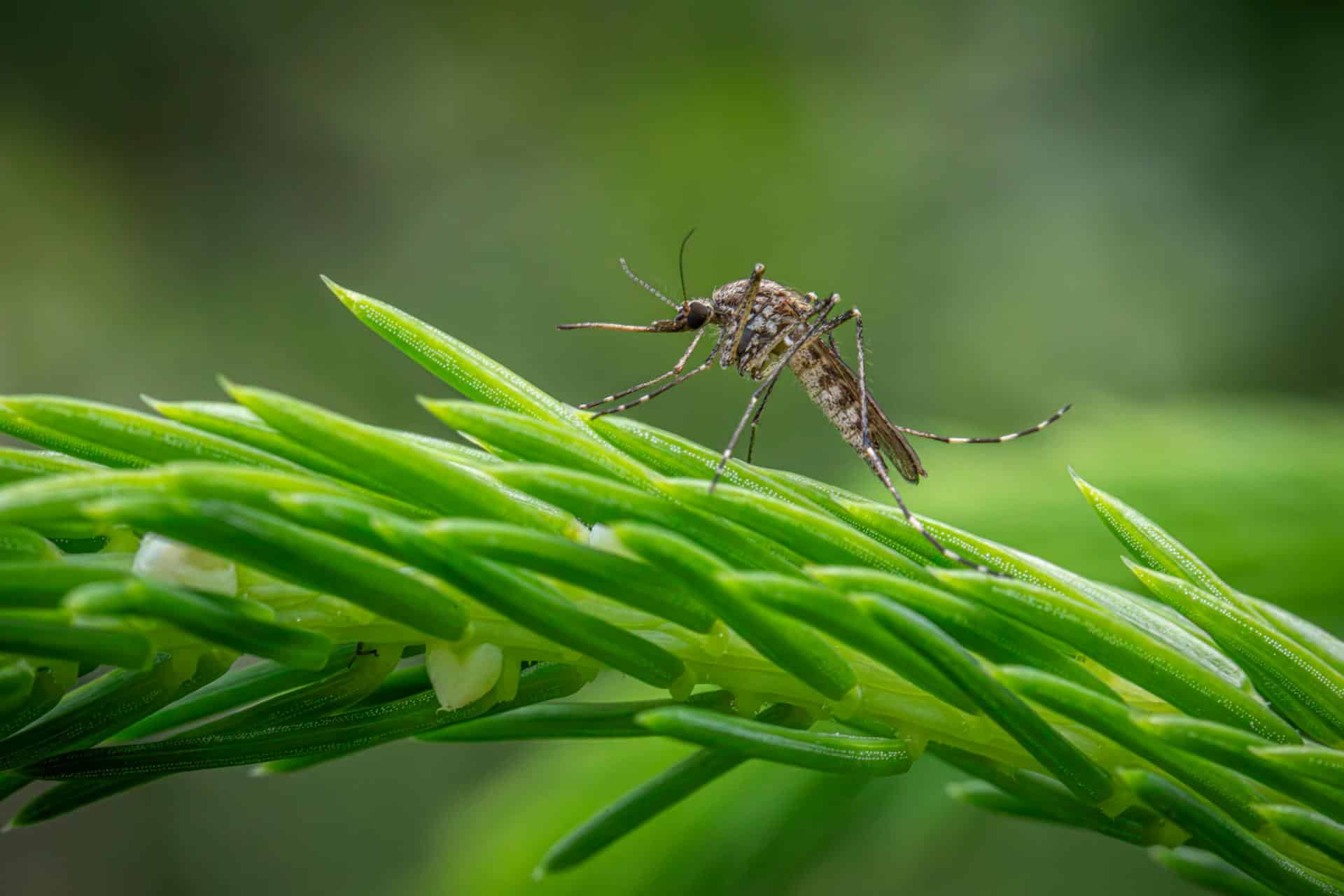 Tougher Than Tom's Mosquito TNT 2.0 Review