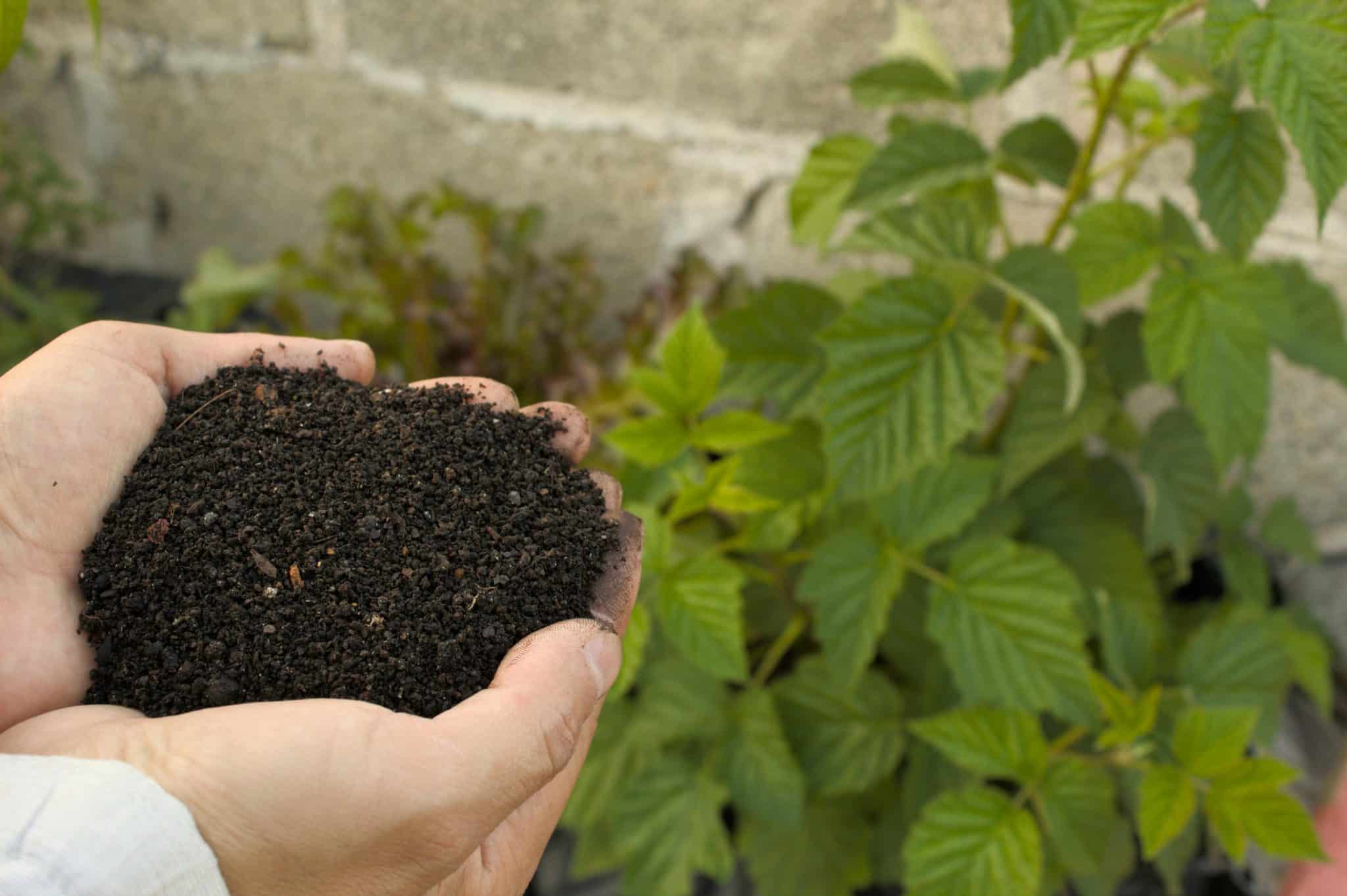 The Fertilizer Number Gardeners Skip: What the K in NPK Actually Does