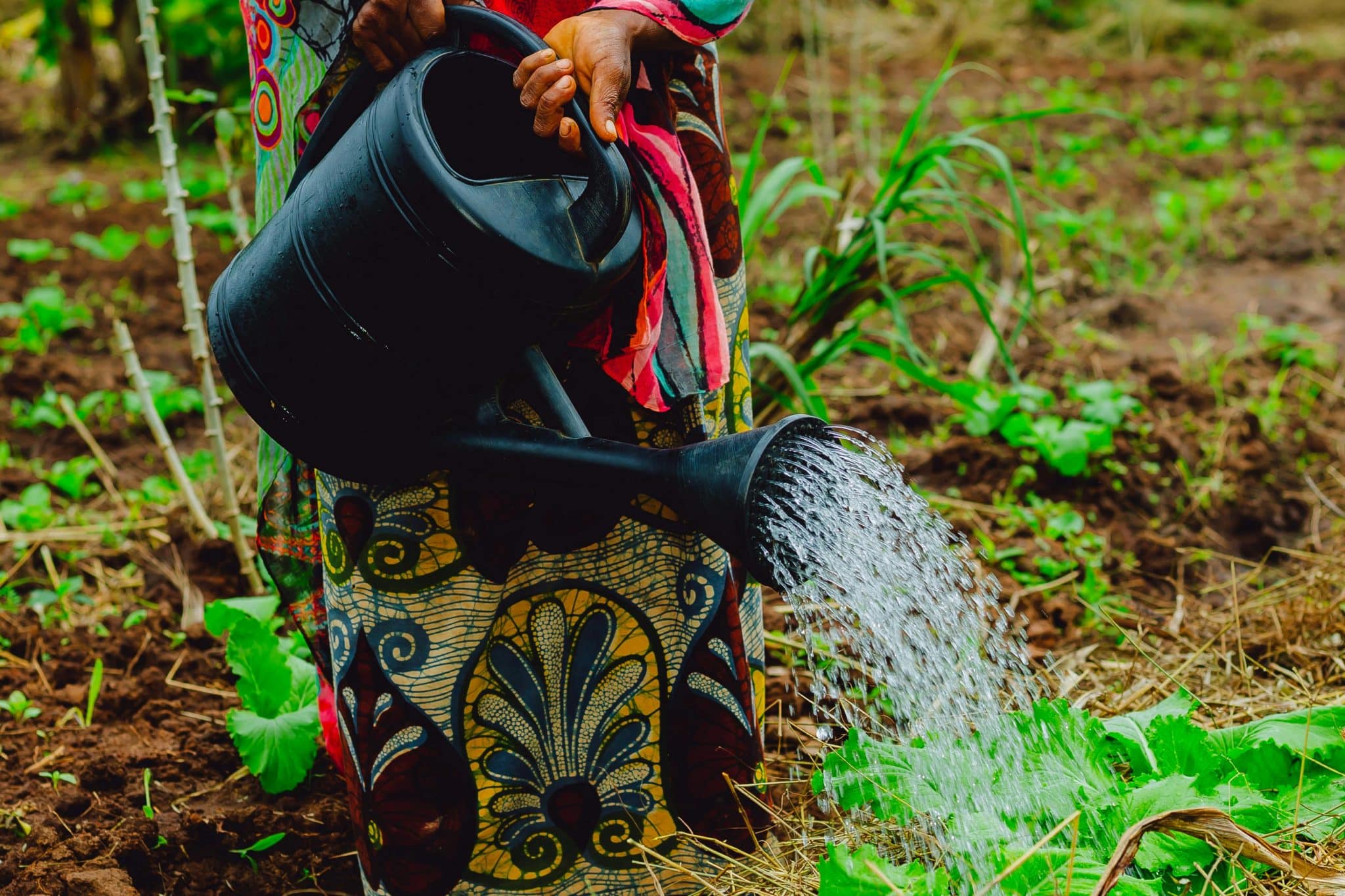 The Fertilizer Number Gardeners Skip: What the K in NPK Actually Does