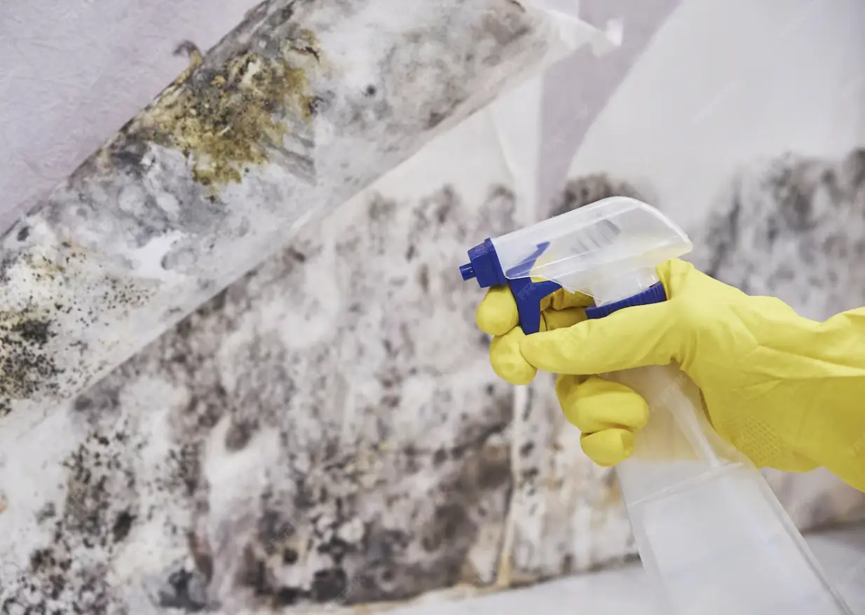 Gloved hand spraying moldy wall with cleaning solution indoors