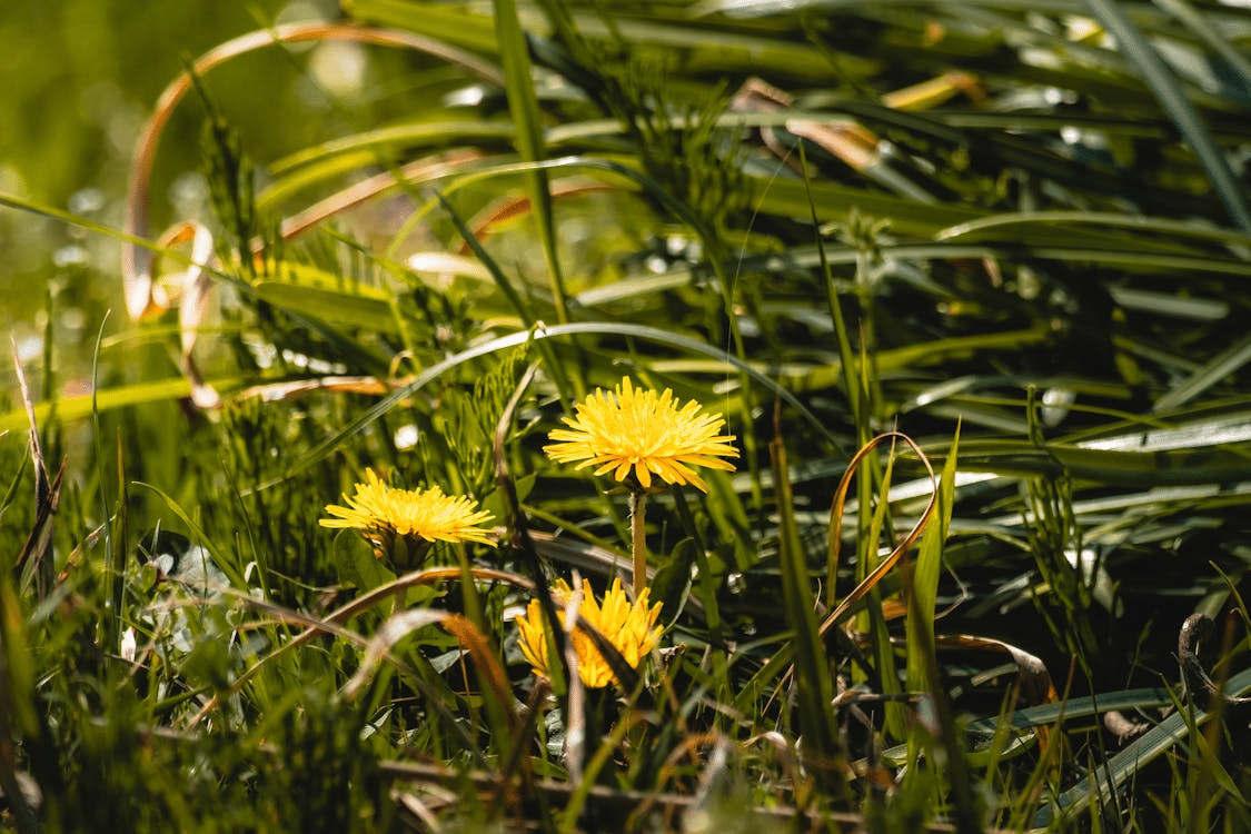 Top Tips for Effective Garden Weed Control