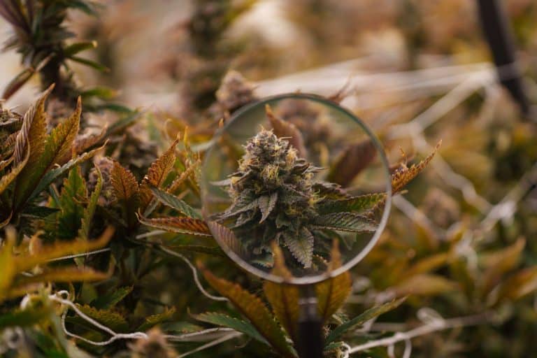 What you Can Learn from Cannabis Cultivation: A Guide for Hobby Horticulturalists